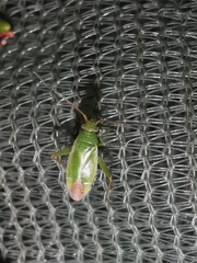 Orthotylus ericetorum