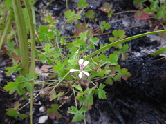 Pelargonium patulum patulum