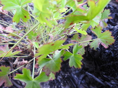 Pelargonium patulum patulum