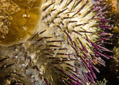 Temnopleurus alexandri