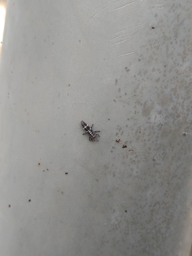 Six-spotted Zigzag Ladybird