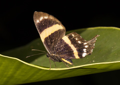 Ancyluris inca inca