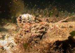 Aploactisoma milesii