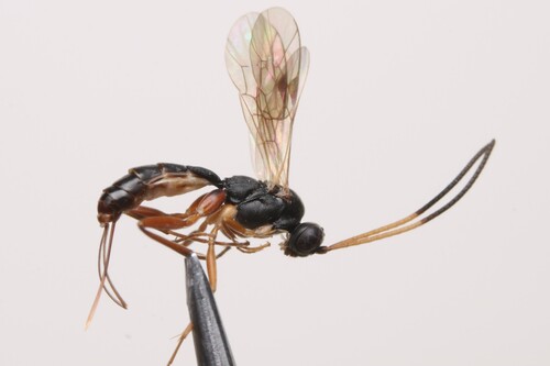 Lissonota antennalis