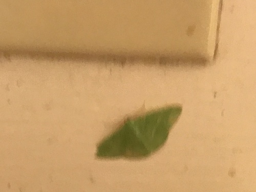 iNaturalist observation photo of Emerald Moths