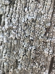 Pseudothelomma occidentale