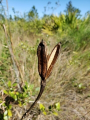 Lilium catesbaei image