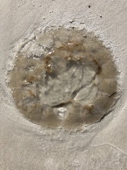 Rhopilema verrilli