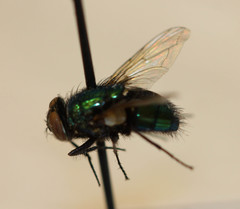 Calliphoridae