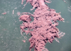 Planktothrix
