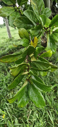 Ficus trigona