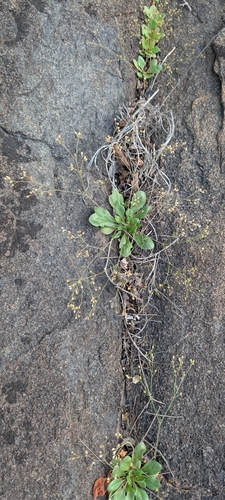 Paramollugo nudicaulis, photograph 2