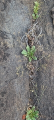 (c) Shedron Mukhumo, some rights reserved (CC BY) Paramollugo nudicaulis, photograph (c) Shedron Mukhumo, some rights reserved (CC BY)