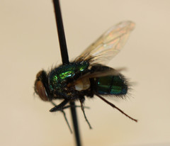 Calliphoridae