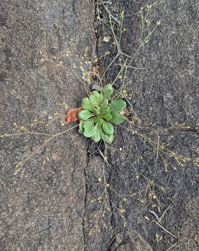 Paramollugo nudicaulis, photograph 3