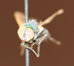 Calliphoridae