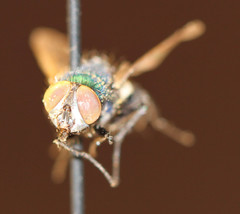 Calliphoridae