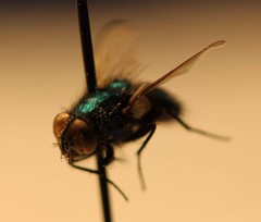 Calliphoridae