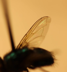 Calliphoridae