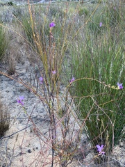 Heliophila maraisiana