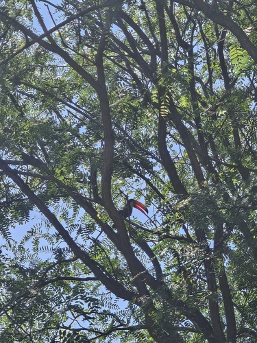 Toco Toucan