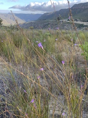 Heliophila maraisiana