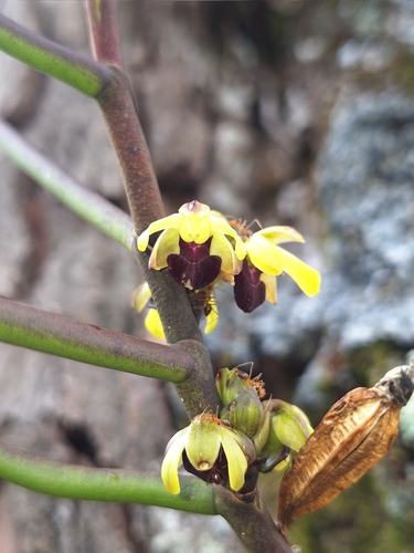 Luisia unguiculata