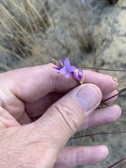 Heliophila maraisiana