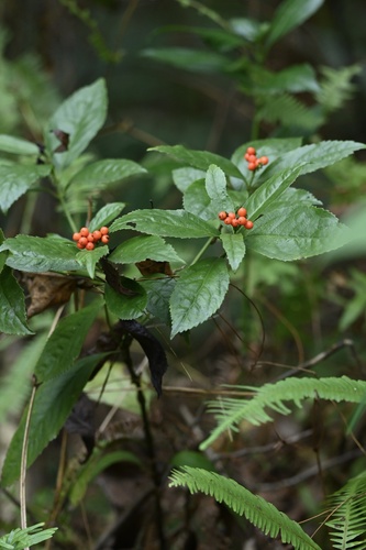 Glabrous Sarcandra Herb