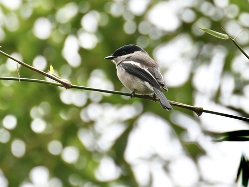 Bar-winged Flycatcher-shrike