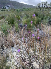Heliophila maraisiana