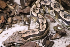 Acrantophis dumerili