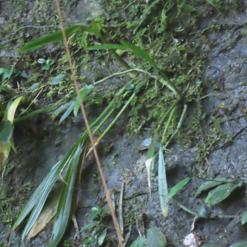 Liparis viridiflora iNat (2)