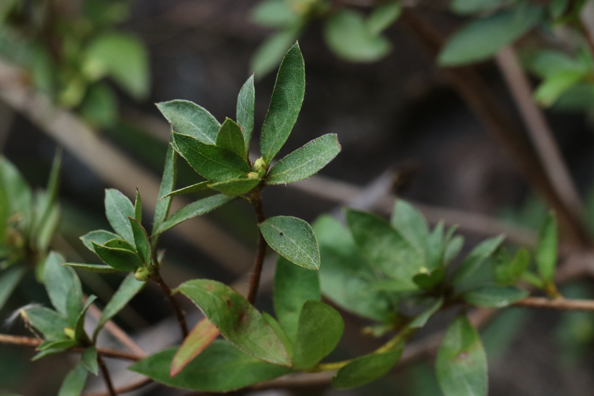Red Azalea (Rhododendron simsii)