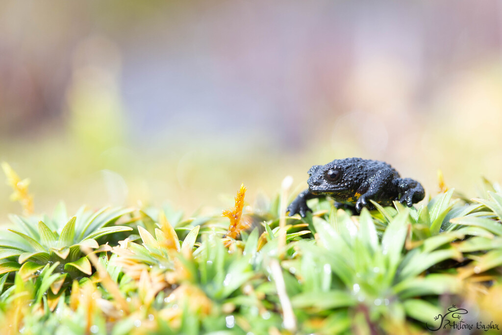Bush Toads