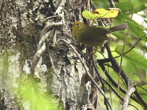 Rufous-capped Babbler