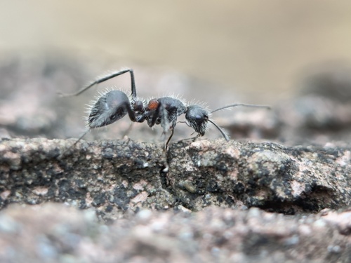 Camponotus mutilarius