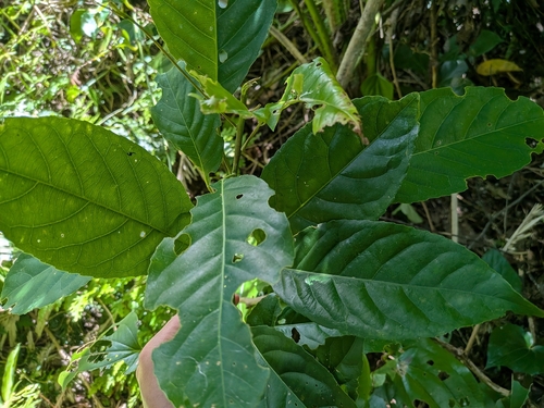 Elaeocarpus multiflorus observed 2025-05-20