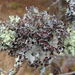 Crumpled Rag Lichen - Photo (c) Rob Curtis, some rights reserved (CC BY-NC-SA), uploaded by Rob Curtis