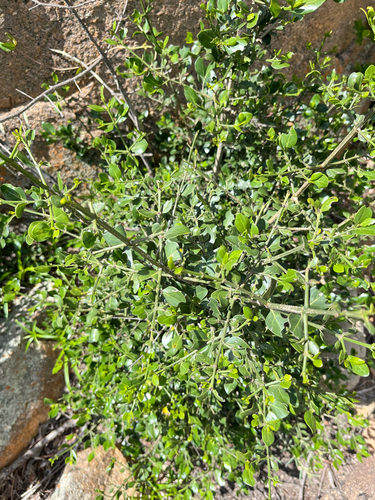 Inland Quar (Psydrax obovatus)