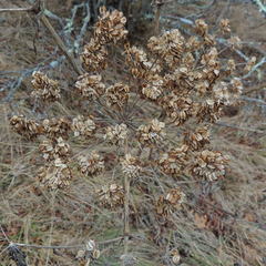 Angelica triquinata