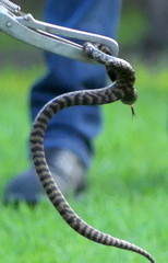 Hemachatus haemachatus