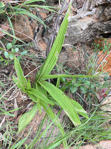 Eulophia streptopetala
