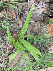 Eulophia streptopetala
