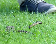 Hemachatus haemachatus