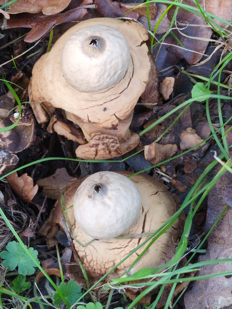 Geastrum michelianum · December 2025 · photo: © guywallbanks (iNaturalist, cc-by)