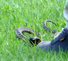 Hemachatus haemachatus