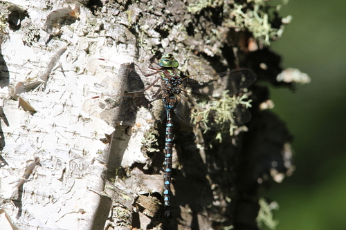 Canada Darner photo 6