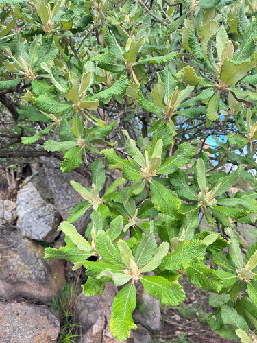 Northern Broadleaf Camphorbush (Tarchonanthus trilobus)