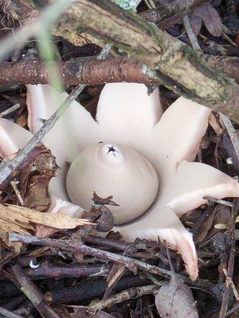 Geastrum michelianum · December 2025 · photo: © guywallbanks (iNaturalist, cc-by)